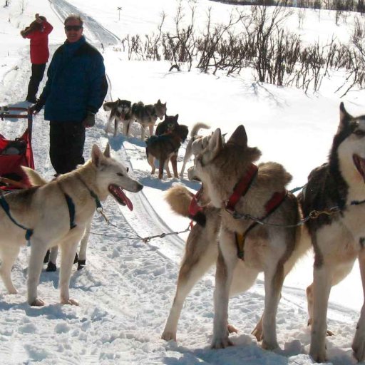 Hundeschlitten für Fortgeschrittene moja TRAVEL