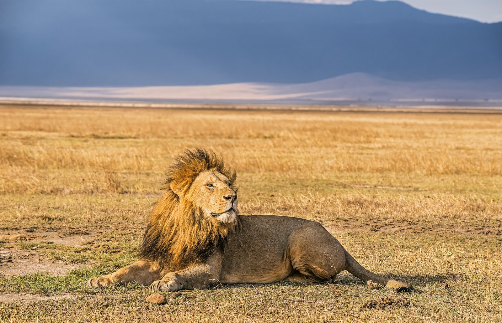 Big Five Safari in Afrika alles