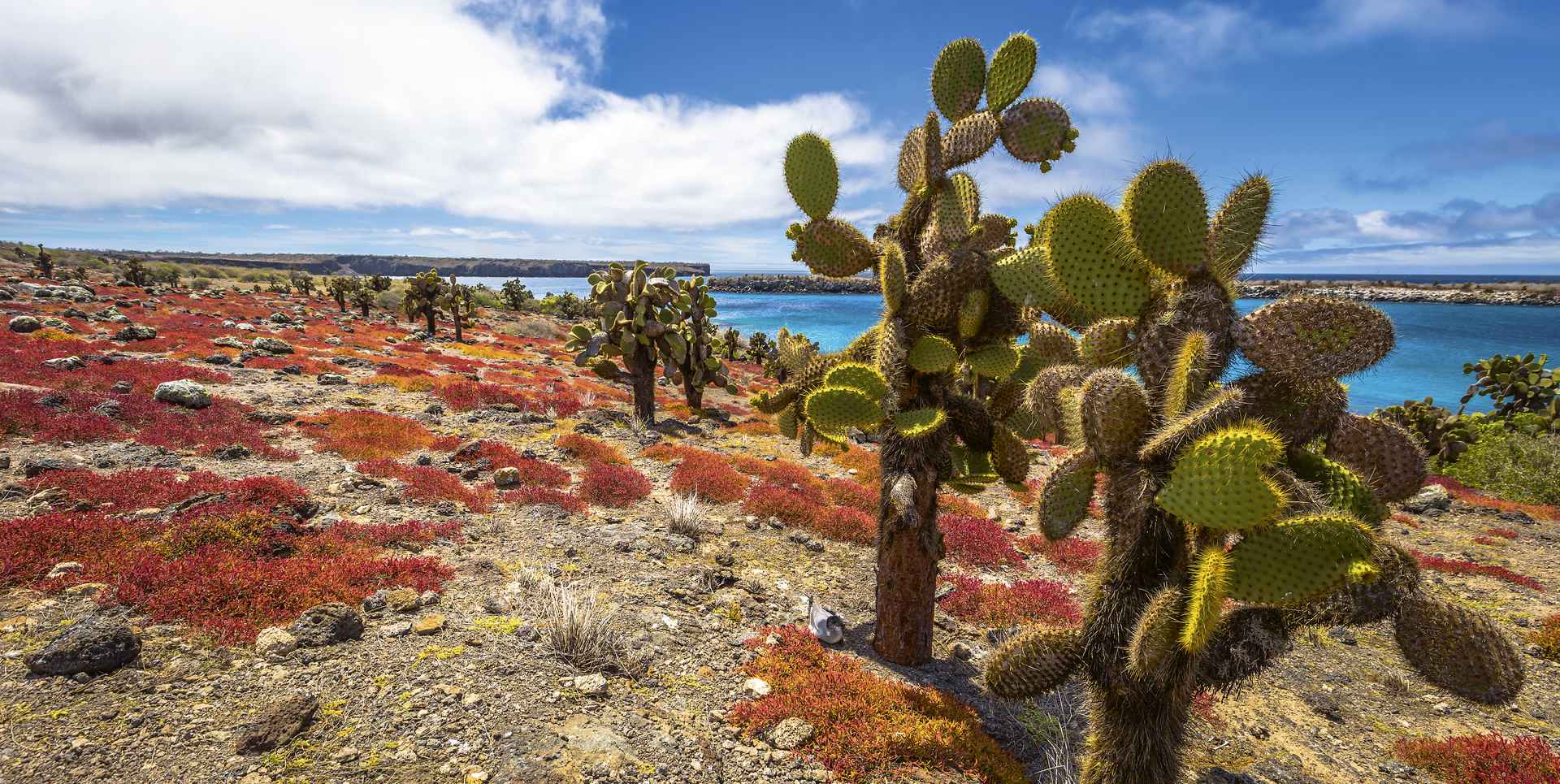 Landschaft auf den Galapagos Inseln