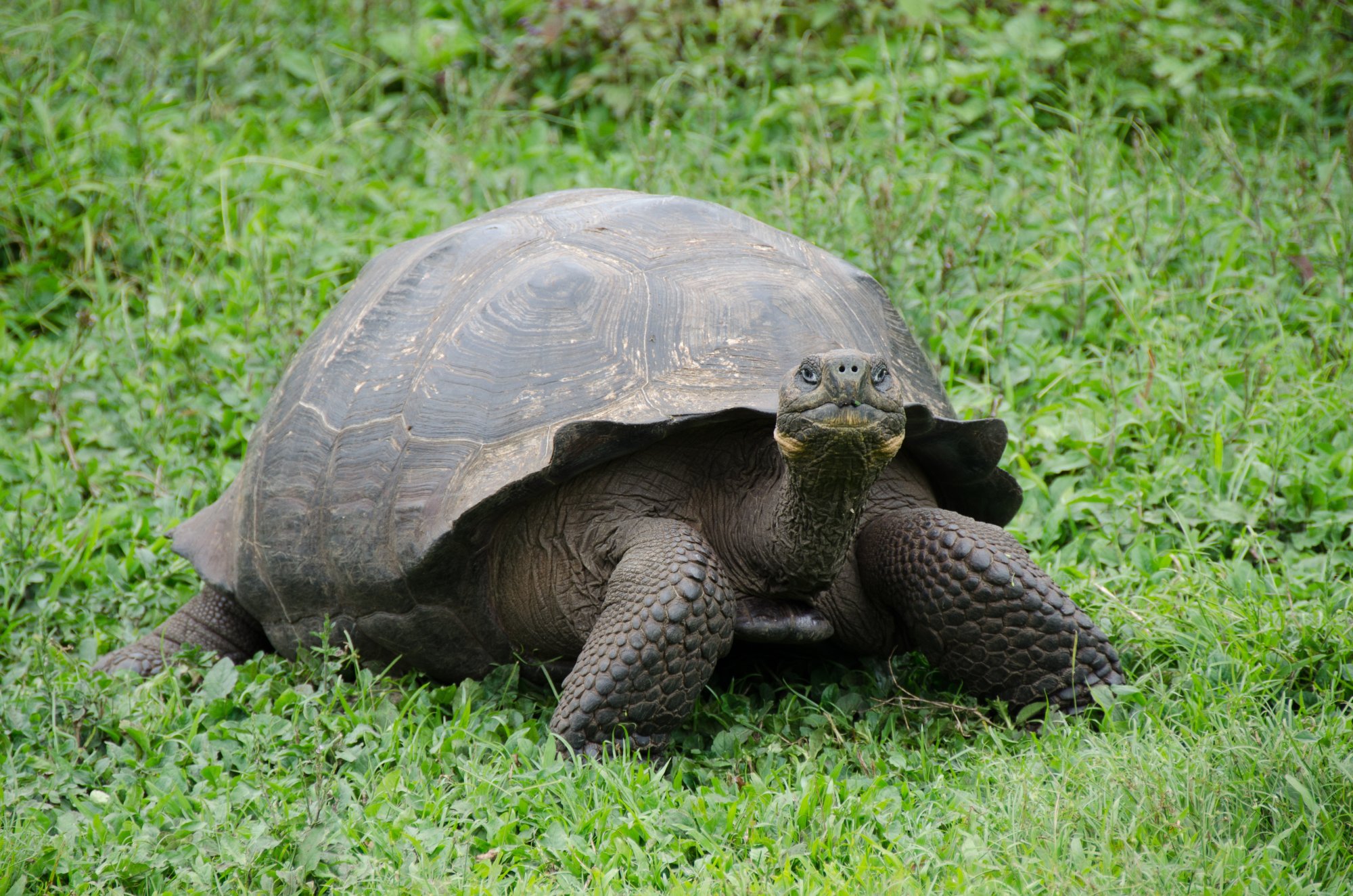 Riesenschildkröte