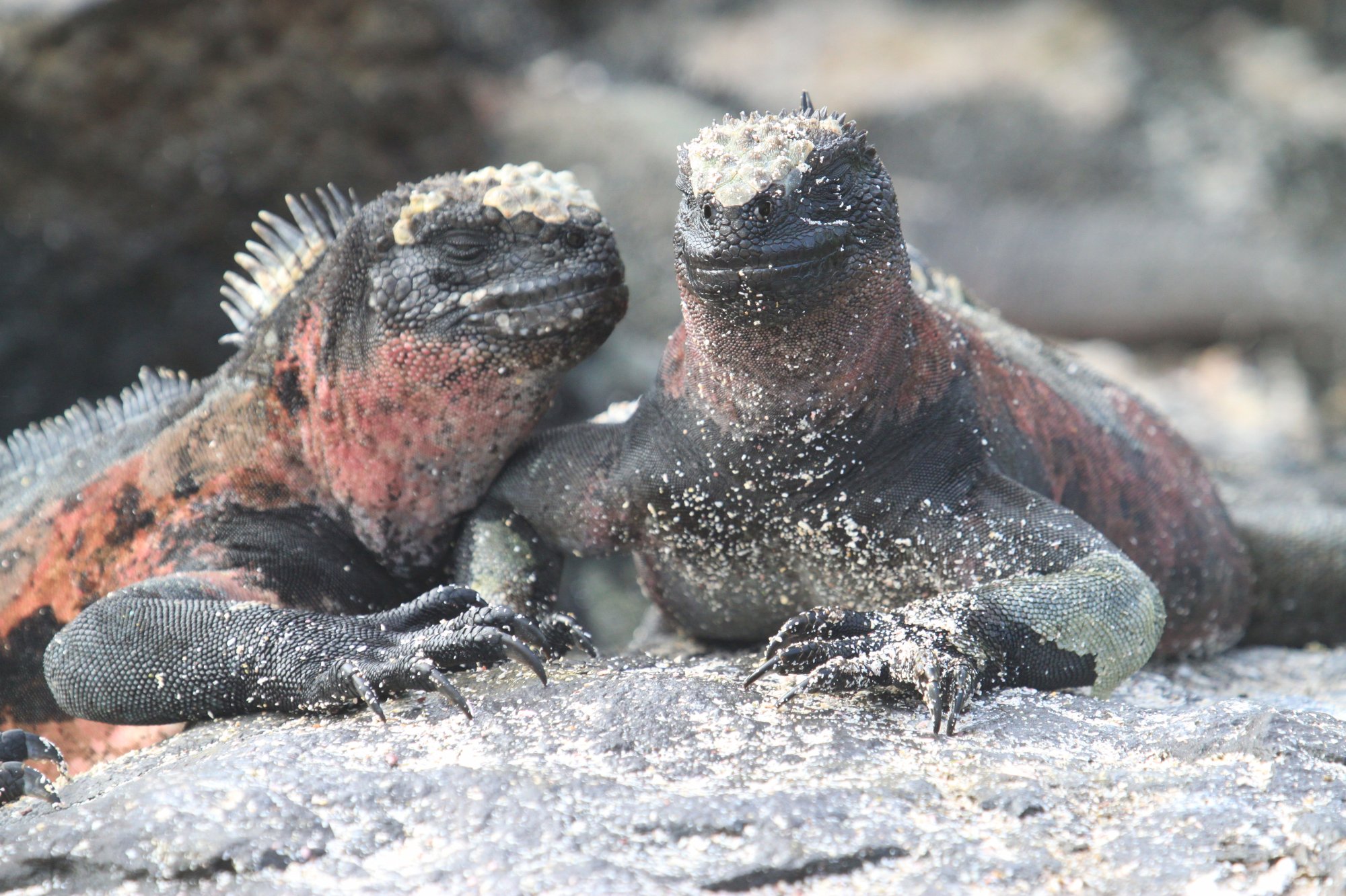 Galapagos Landleguane werden auch Drusenköpfe genannt