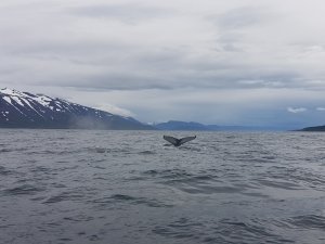 Walbeobachtungstour Husavik